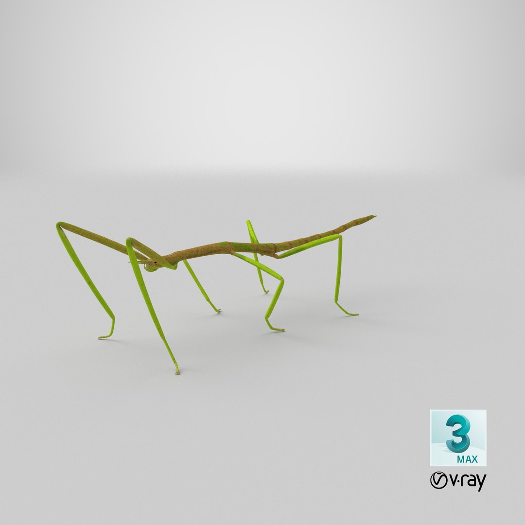 phasmatodea stick insect 3D model https://p.turbosquid.com/ts-thumb/lq/C03nZP/P2/stemcell_max_vray_render/png/1647361039/1920x1080/fit_q87/a8568ed78322f64aca3301a6b29fbfb7cd33ef2e/stemcell_max_vray_render.jpg