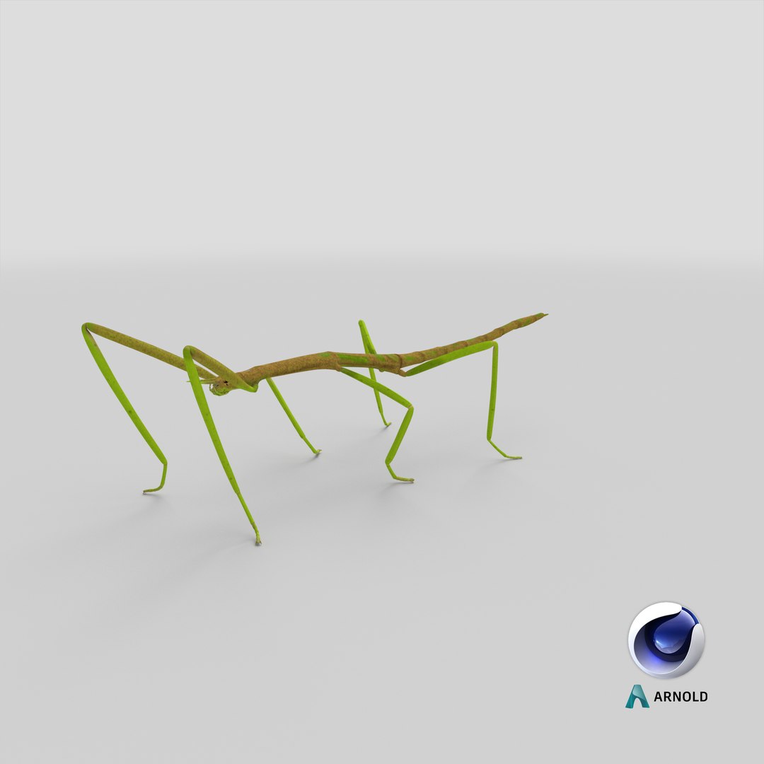 phasmatodea stick insect 3D model https://p.turbosquid.com/ts-thumb/lq/C03nZP/P4/stemcell_cinema_4d_arnold_render/png/1647361031/1920x1080/fit_q87/8749d57066b4e12a4a5d755507008ad8378771e0/stemcell_cinema_4d_arnold_render.jpg