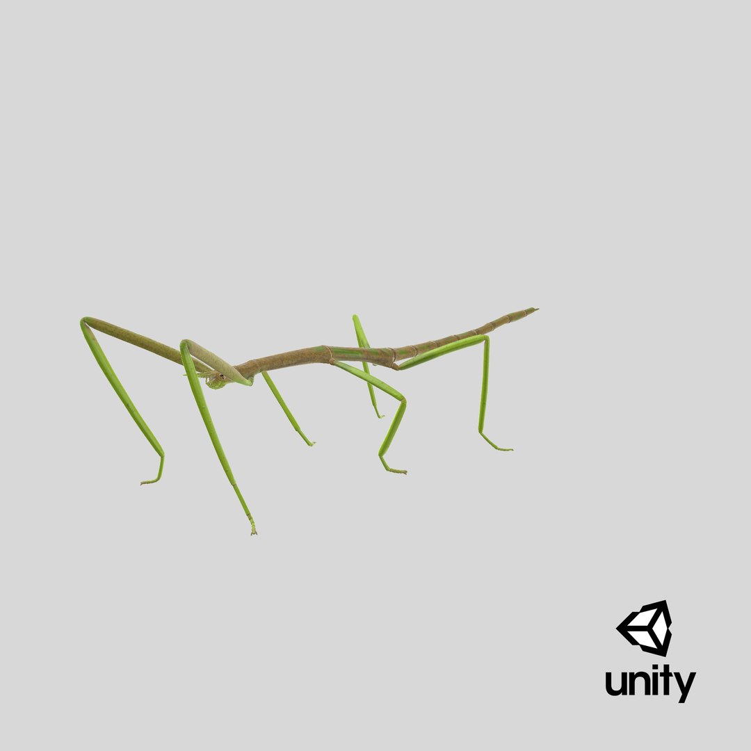 phasmatodea stick insect 3D model https://p.turbosquid.com/ts-thumb/lq/C03nZP/QY/stemcell_unity_render/png/1647361033/1920x1080/fit_q87/2f520cf939fc73365532032481003484be5a284c/stemcell_unity_render.jpg