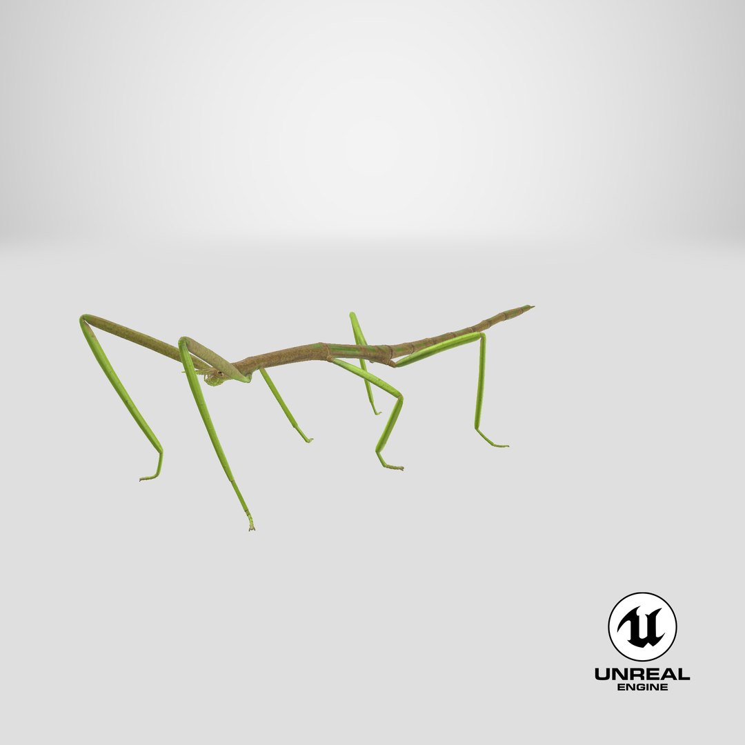 phasmatodea stick insect 3D model https://p.turbosquid.com/ts-thumb/lq/C03nZP/V3/stemcell_unreal_render/png/1647361034/1920x1080/fit_q87/d9aded0a665d321965950d8f21c7615c29f5bf3e/stemcell_unreal_render.jpg
