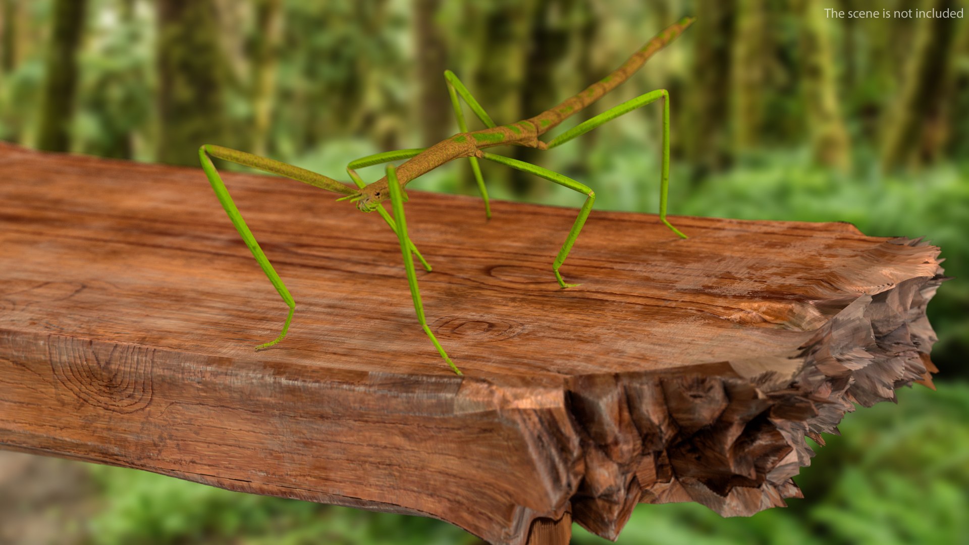 phasmatodea stick insect 3D model https://p.turbosquid.com/ts-thumb/lq/C03nZP/Wy1hLTfc/phasmatodeastickinsectc4dmodel002/jpg/1573173168/1920x1080/fit_q87/e71cc7b791d897f747ed9adbf6e6b9dd3b142ef2/phasmatodeastickinsectc4dmodel002.jpg