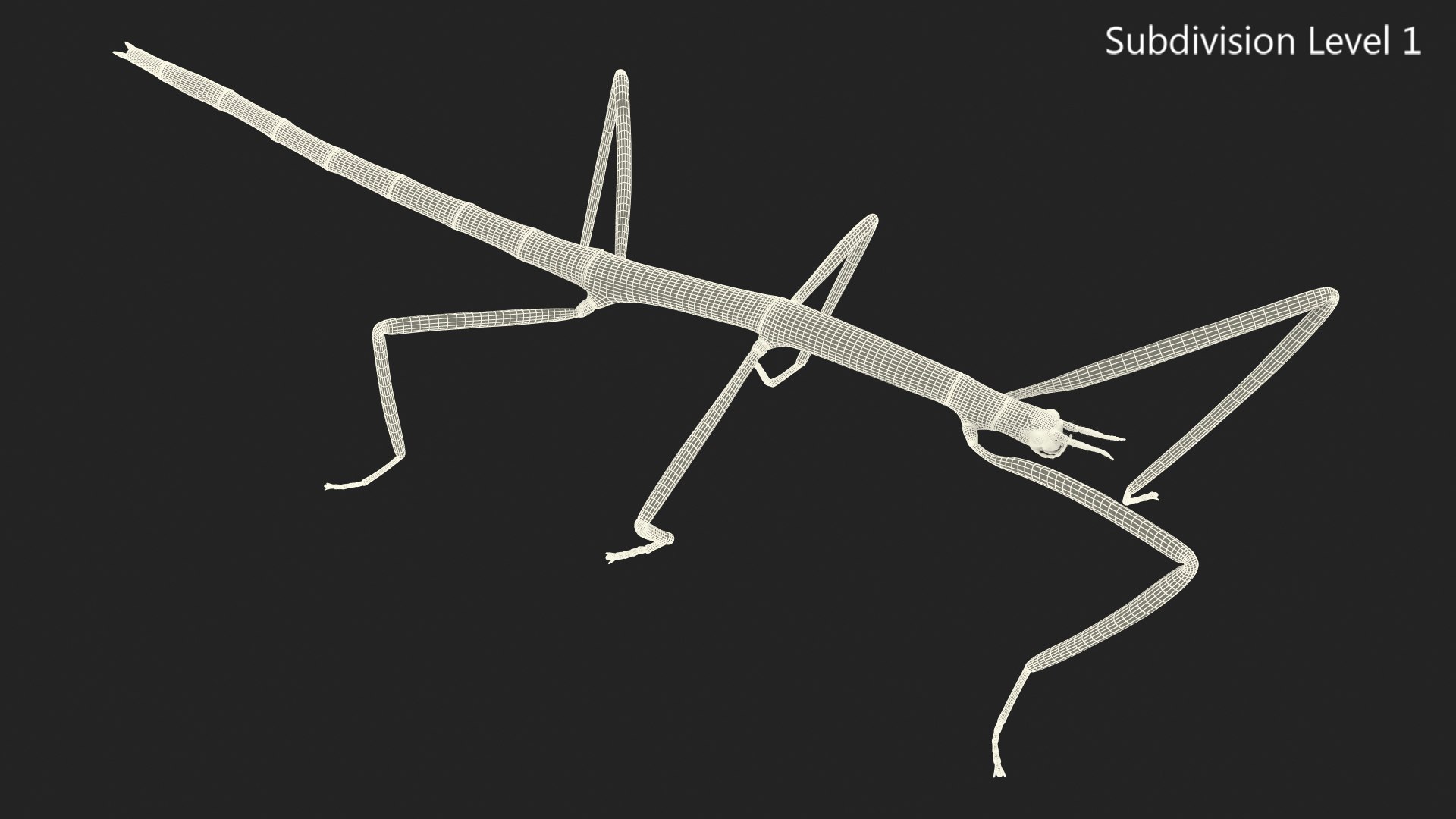 phasmatodea stick insect 3D model https://p.turbosquid.com/ts-thumb/lq/C03nZP/mGVn9KCX/phasmatodeastickinsectc4dmodel014/jpg/1573173224/1920x1080/fit_q87/80b589d8bfc5351e7a2b19204c26648b6d7e014d/phasmatodeastickinsectc4dmodel014.jpg