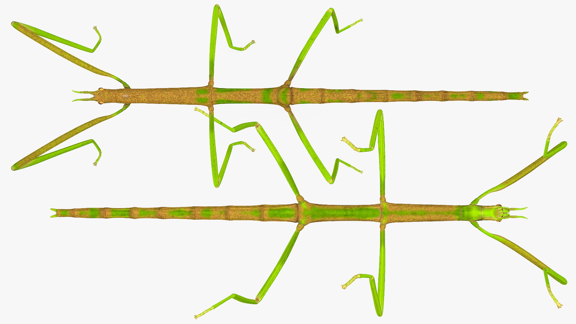 phasmatodea stick insect 3D model https://p.turbosquid.com/ts-thumb/lq/C03nZP/mlIyiMrN/phasmatodeastickinsectc4dmodel009/jpg/1573173201/1920x1080/fit_q87/029fd9a1f6633527cc1c513ffffbfc48f0f02f96/phasmatodeastickinsectc4dmodel009.jpg