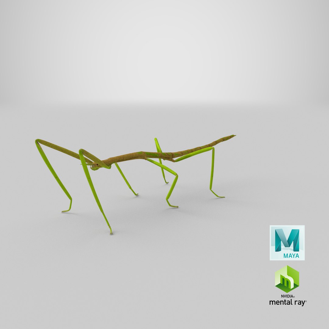 phasmatodea stick insect 3D model https://p.turbosquid.com/ts-thumb/lq/C03nZP/vU/stemcell_maya_mental_ray_render/png/1647361043/1920x1080/fit_q87/37ed8f65eb49905858ae6126111b9627fdf3a5df/stemcell_maya_mental_ray_render.jpg
