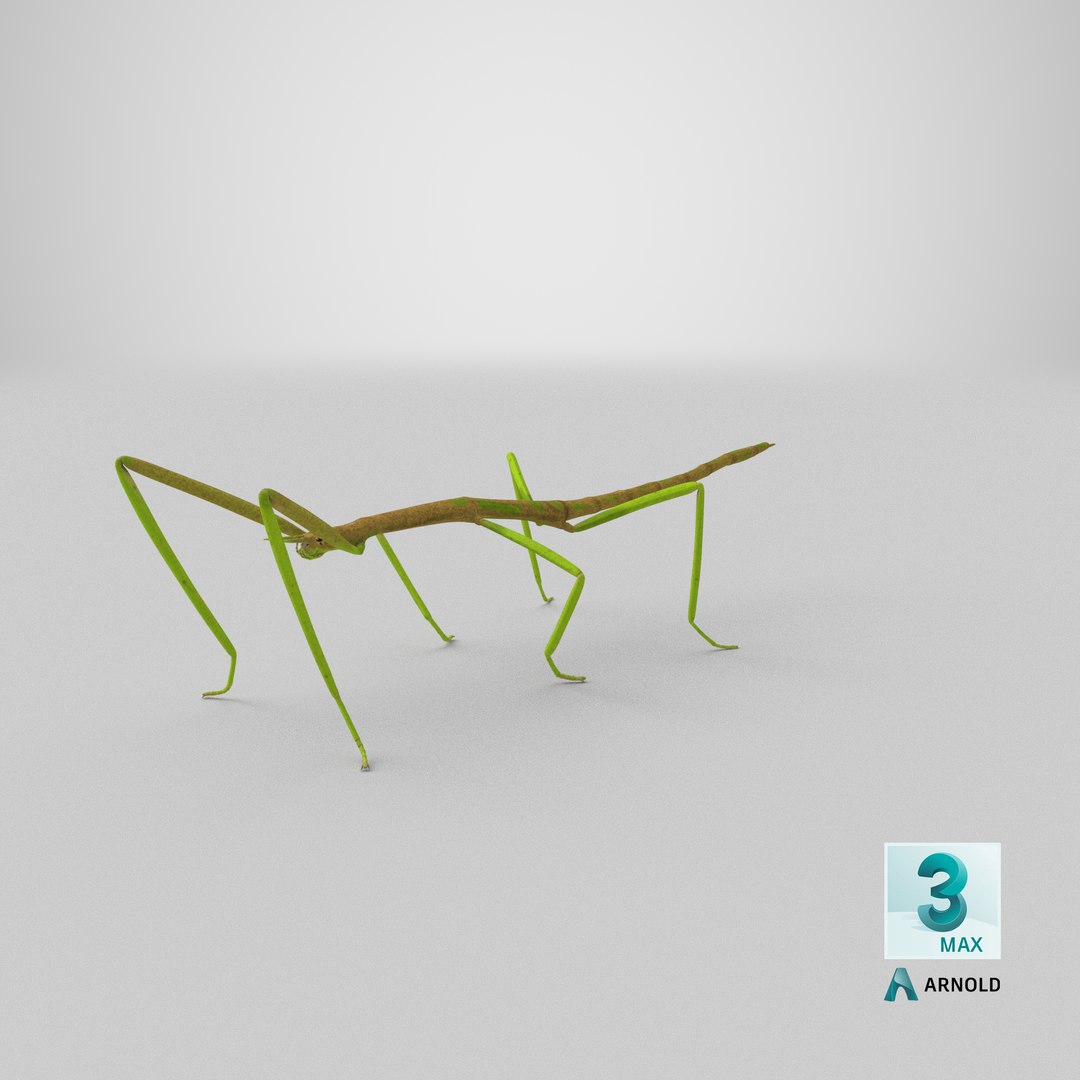 phasmatodea stick insect 3D model https://p.turbosquid.com/ts-thumb/lq/C03nZP/w3/stemcell_max_arnold_render/png/1647361036/1920x1080/fit_q87/9cb3bd29952ac9406fcdae267e43083d5a5083ad/stemcell_max_arnold_render.jpg