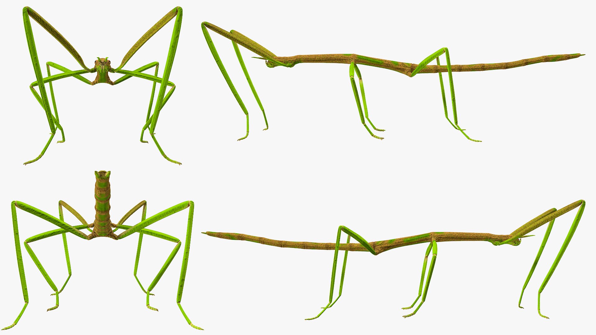 phasmatodea stick insect 3D model https://p.turbosquid.com/ts-thumb/lq/C03nZP/wi3ZBb3r/phasmatodeastickinsectc4dmodel008/jpg/1573173197/1920x1080/fit_q87/bf8c217e42acdb2b3f217cfacaa535e013421532/phasmatodeastickinsectc4dmodel008.jpg