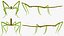 phasmatodea stick insect 3D model