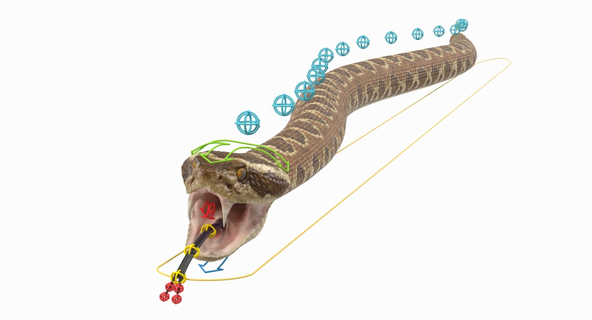 3D rigged snakes 3 https://p.turbosquid.com/ts-thumb/lq/DgZGR1/0hWE2pR9/riggedsnakescollection33dsmodel043/jpg/1562588293/1920x1080/fit_q87/dde0d0fca70f797f875e8d3fe3f775f6b03a961f/riggedsnakescollection33dsmodel043.jpg
