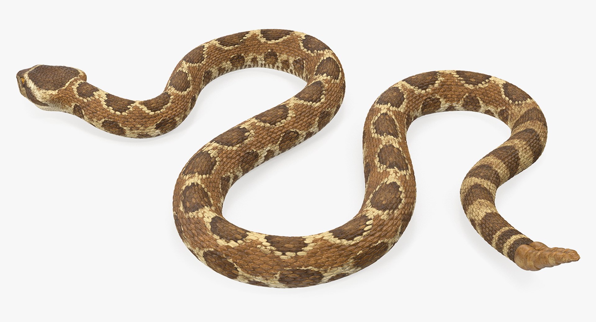 3D rigged snakes 3 https://p.turbosquid.com/ts-thumb/lq/DgZGR1/0tSJcdoT/riggedsnakescollection33dsmodel044/jpg/1562588297/1920x1080/fit_q87/0fac0d3af3c1e48f611ee62fe9dbc156d0a05ba5/riggedsnakescollection33dsmodel044.jpg