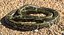 Coleção Rigged Snakes 3