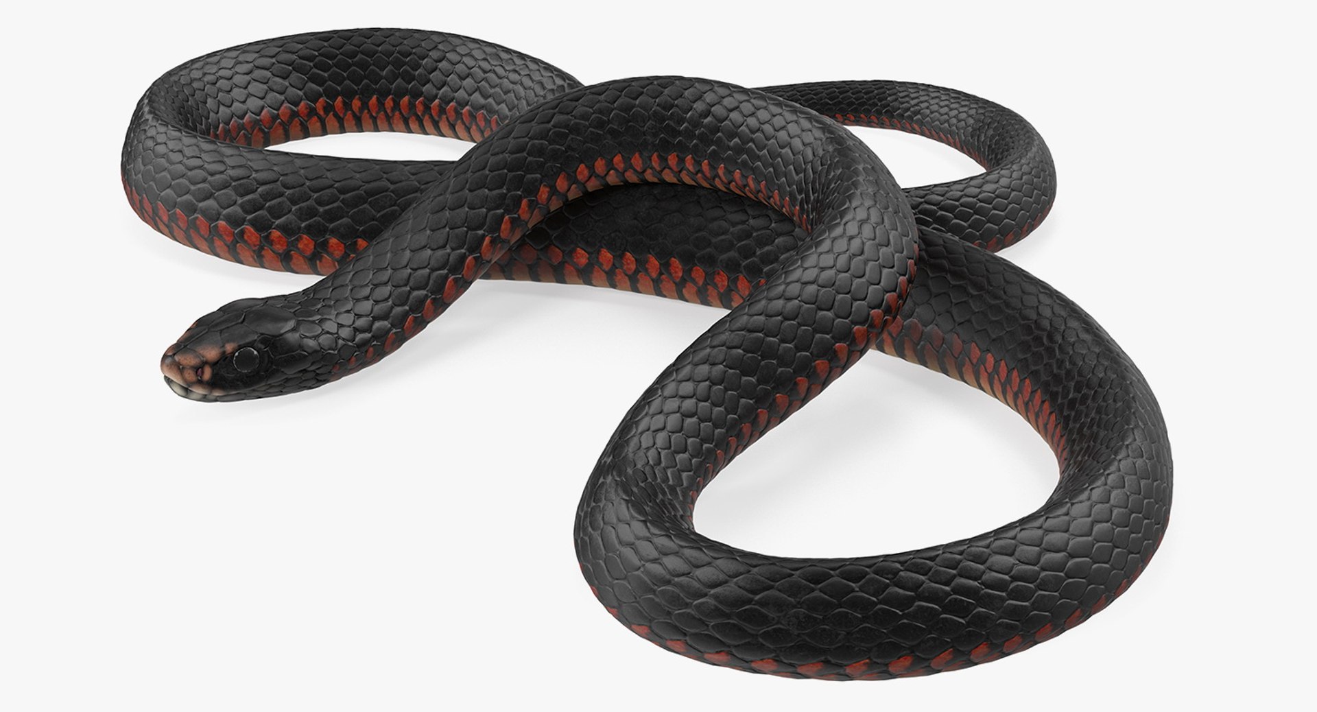3D rigged snakes 3 https://p.turbosquid.com/ts-thumb/lq/DgZGR1/4zKcyNuP/riggedsnakescollection33dsmodel058/jpg/1562588341/1920x1080/fit_q87/8a3f23cca3f10eb934cf70146031b3a2b472417c/riggedsnakescollection33dsmodel058.jpg