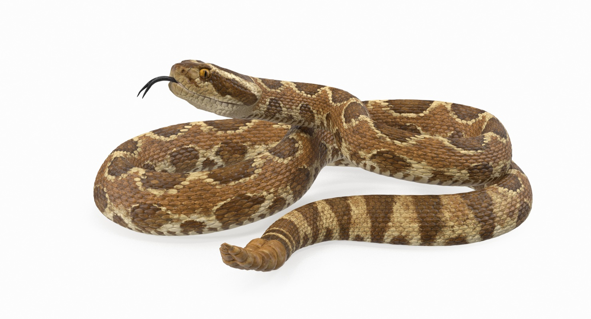 3D rigged snakes 3 https://p.turbosquid.com/ts-thumb/lq/DgZGR1/F2QNuWN8/rigged_snakes_collection_3_370/jpg/1562587474/1920x1080/turn_fit_q99/802a945bfd5eec3baf220d34fbeae1e460e5045f/rigged_snakes_collection_3_370-1.jpg