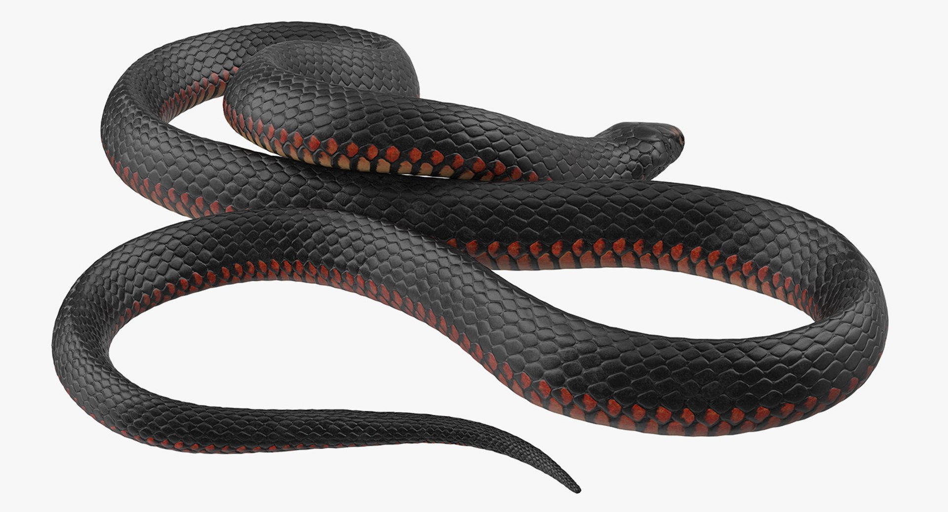 3D rigged snakes 3 https://p.turbosquid.com/ts-thumb/lq/DgZGR1/GC8yg0Nw/riggedsnakescollection33dsmodel057/jpg/1562588338/1920x1080/fit_q87/d874ffcf2eb37f20086d0cf0dfe4b6d2f7c5db48/riggedsnakescollection33dsmodel057.jpg