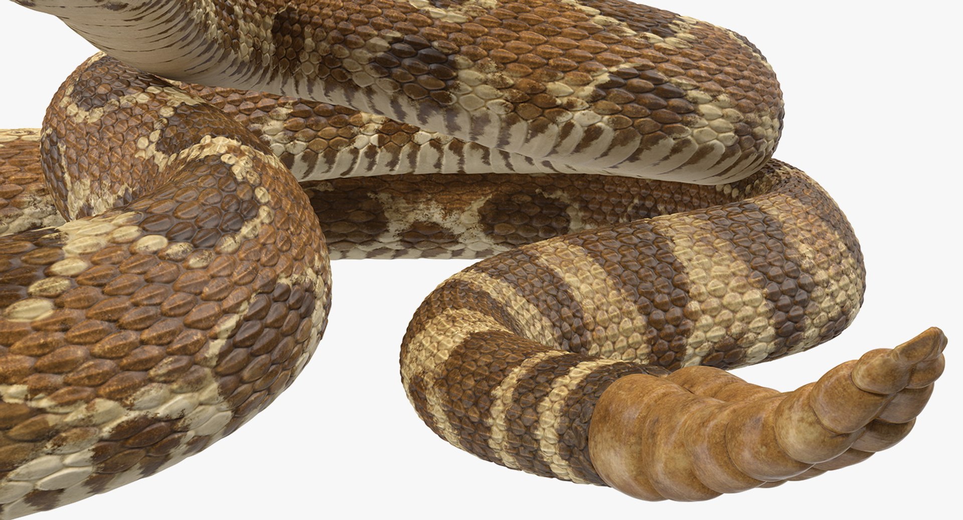 3D rigged snakes 3 https://p.turbosquid.com/ts-thumb/lq/DgZGR1/GfXZEsdj/riggedsnakescollection33dsmodel049/jpg/1562588314/1920x1080/fit_q87/5908879179efb6f5e1674b194d9ad1faacaddb98/riggedsnakescollection33dsmodel049.jpg