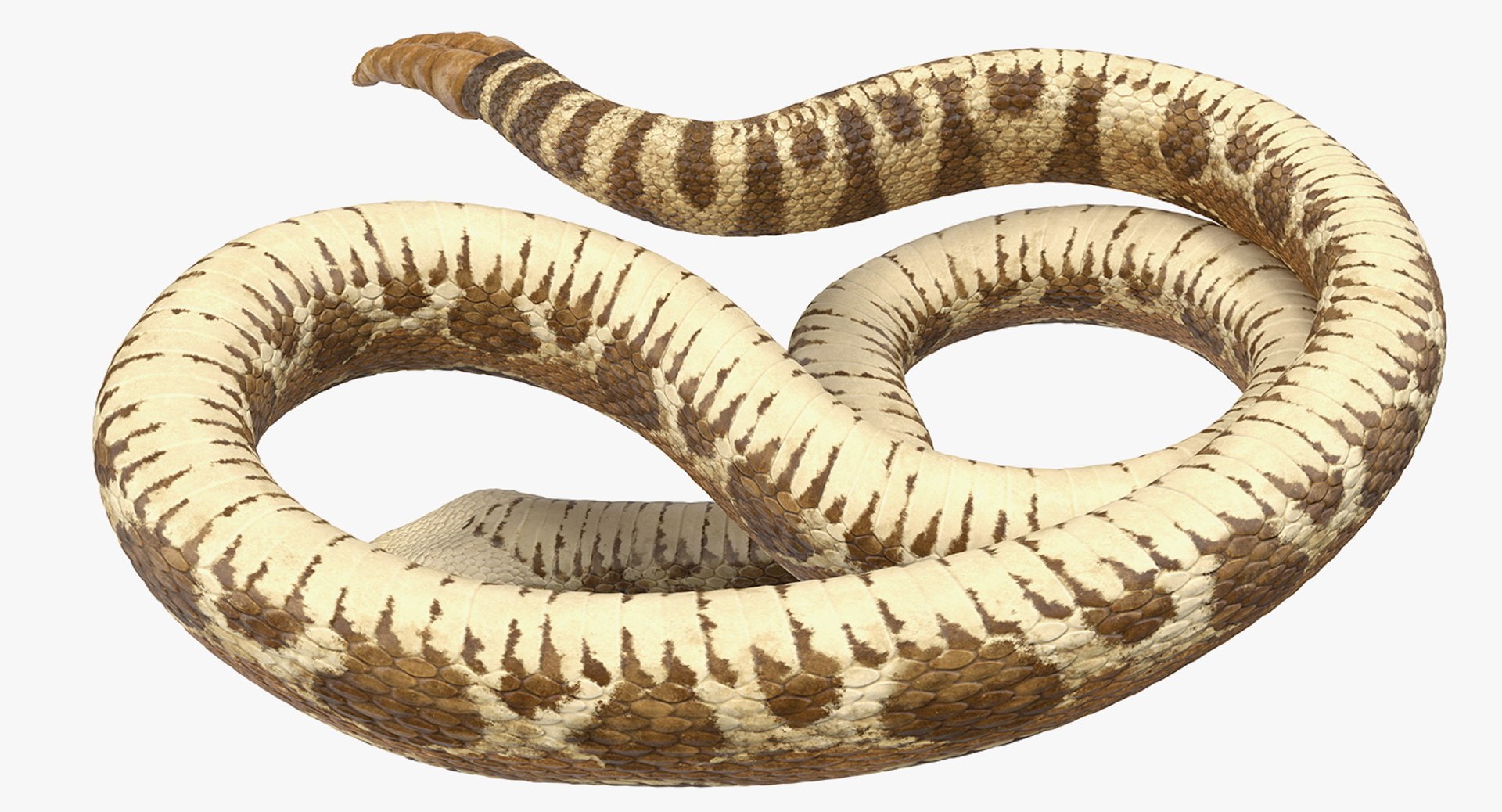 3D rigged snakes 3 https://p.turbosquid.com/ts-thumb/lq/DgZGR1/O09m9M3j/riggedsnakescollection33dsmodel050/jpg/1562588317/1920x1080/fit_q87/e93215fe85647f49f9ea6e9c1aa34a82b46c581d/riggedsnakescollection33dsmodel050.jpg