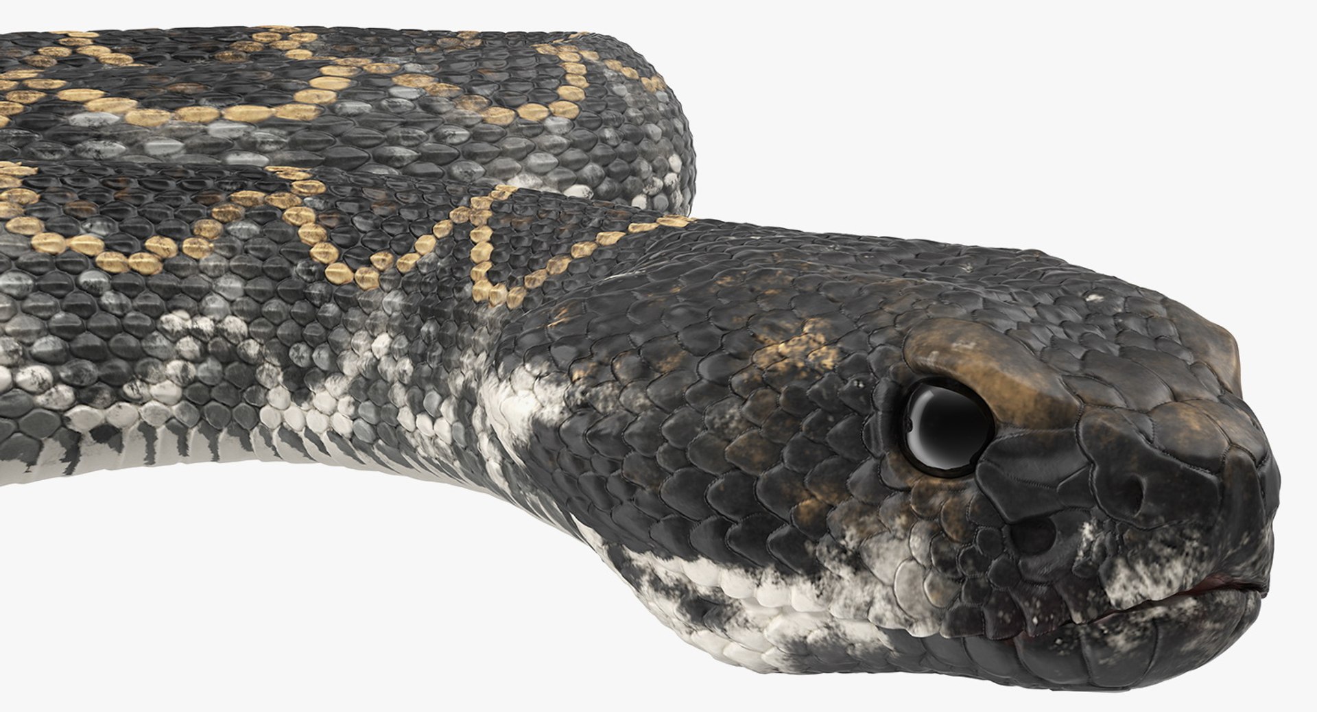 3D rigged snakes 3 https://p.turbosquid.com/ts-thumb/lq/DgZGR1/RBgpyqWE/riggedsnakescollection33dsmodel034/jpg/1562588255/1920x1080/fit_q87/35a500807a3187941d2bdc3655360d85f45de5f0/riggedsnakescollection33dsmodel034.jpg