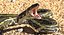 Coleção Rigged Snakes 3