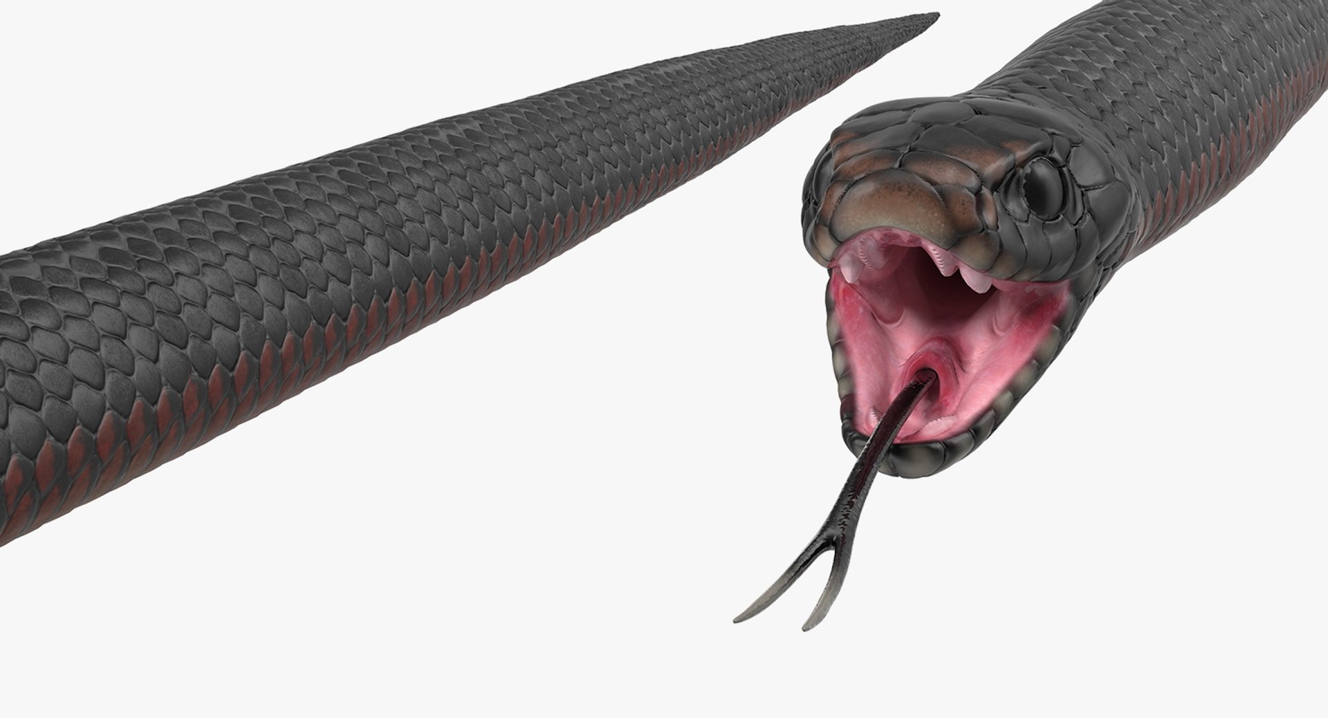 3D rigged snakes 3 https://p.turbosquid.com/ts-thumb/lq/DgZGR1/Szz6BDxa/riggedsnakescollection33dsmodel059/jpg/1562588344/1920x1080/fit_q87/8eafb5fcd758e0e44d1e335640d8c8174d44c291/riggedsnakescollection33dsmodel059.jpg