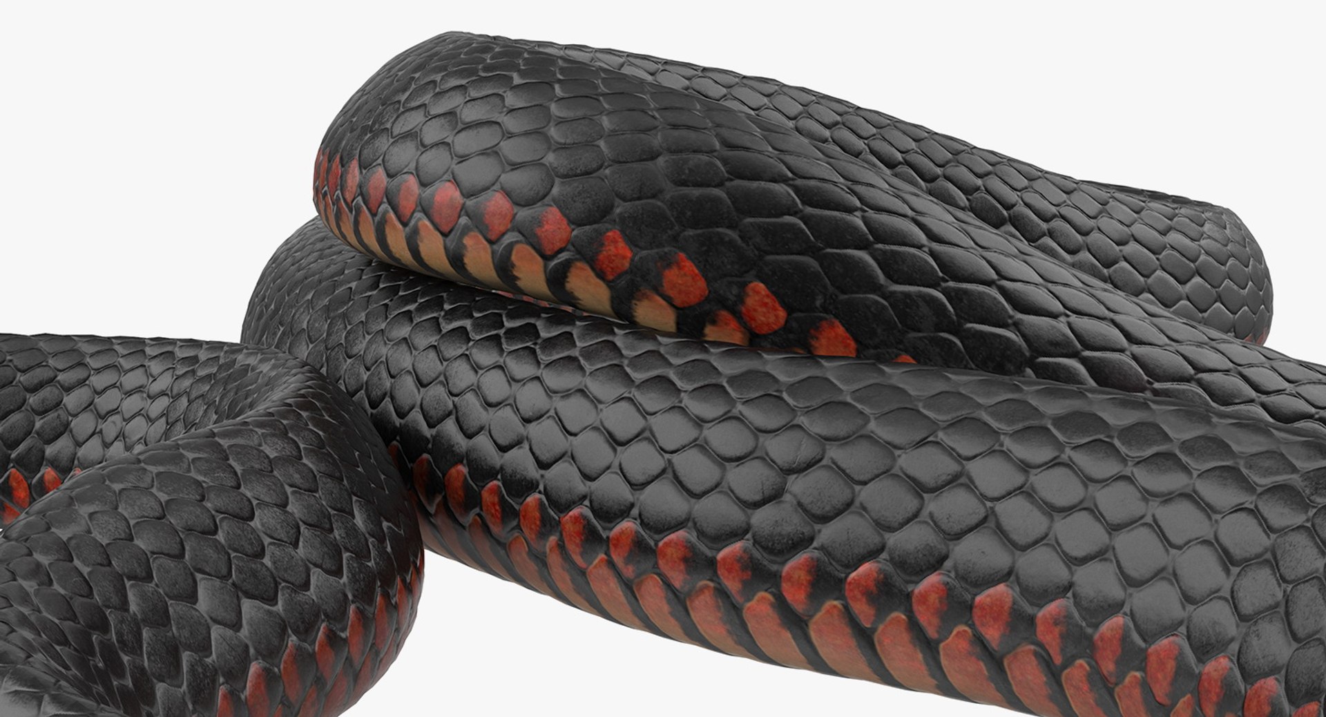 3D rigged snakes 3 https://p.turbosquid.com/ts-thumb/lq/DgZGR1/XGNn58XL/riggedsnakescollection33dsmodel060/jpg/1562588347/1920x1080/fit_q87/48c9f7280c3196a89045f5b3a9e942091f9e1324/riggedsnakescollection33dsmodel060.jpg
