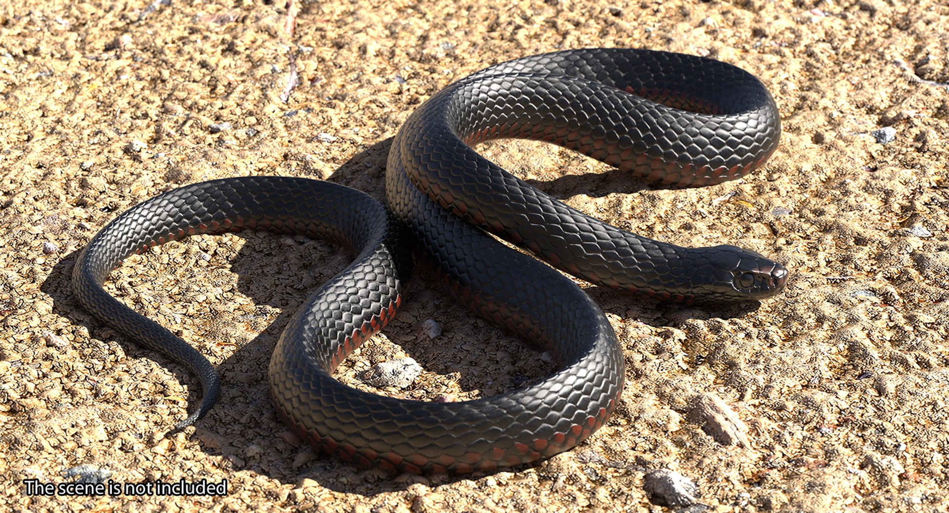 3D rigged snakes 3 https://p.turbosquid.com/ts-thumb/lq/DgZGR1/atJpmmif/riggedsnakescollection33dsmodel053/jpg/1562588326/1920x1080/fit_q87/df596369ee60c8a6ceaaf80f81c2c3ef9f9c463f/riggedsnakescollection33dsmodel053.jpg