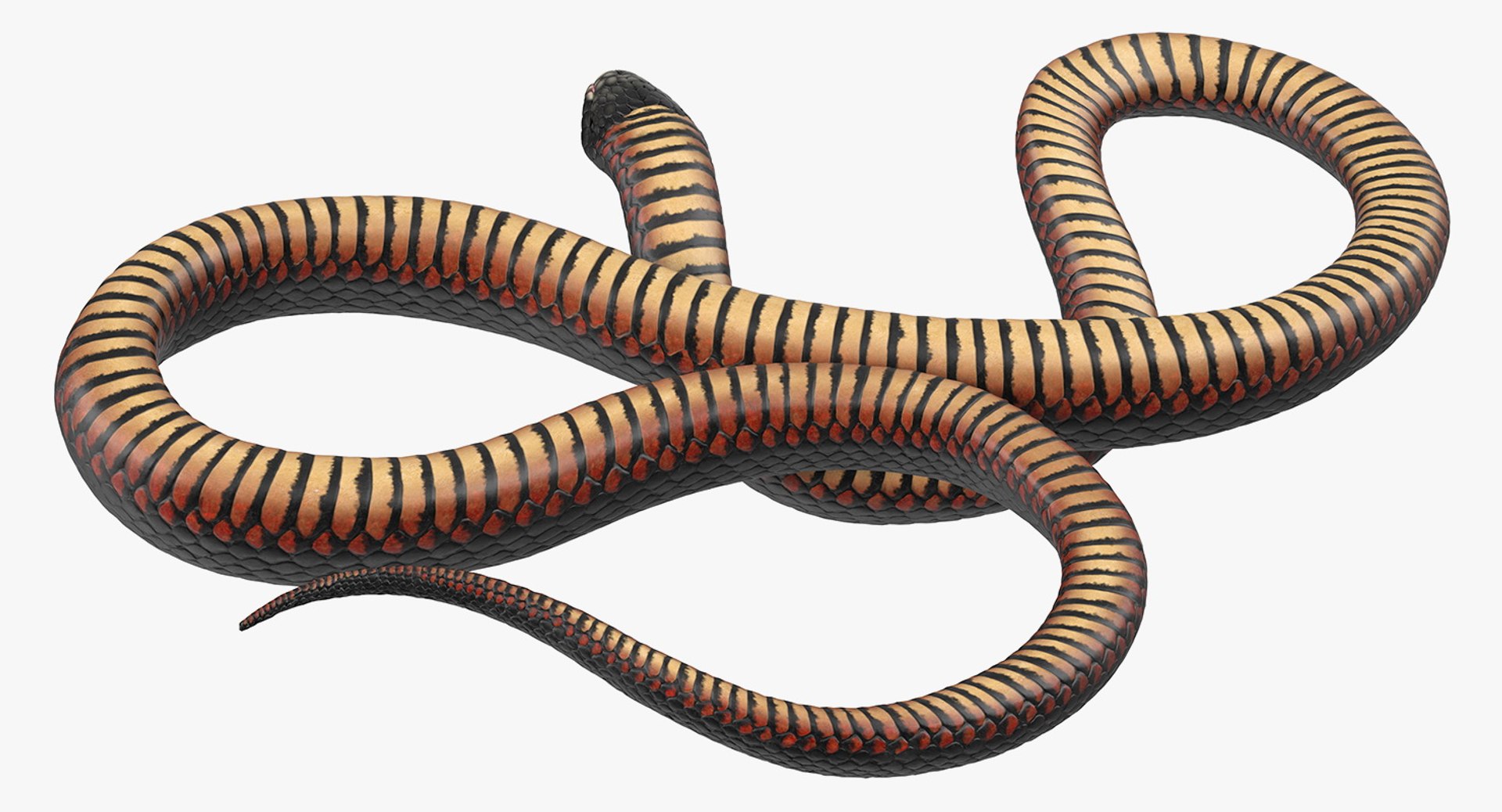 3D rigged snakes 3 https://p.turbosquid.com/ts-thumb/lq/DgZGR1/bXt1ZtsG/riggedsnakescollection33dsmodel061/jpg/1562588350/1920x1080/fit_q87/06f47c5b0c250344149a09c7334119940748307f/riggedsnakescollection33dsmodel061.jpg