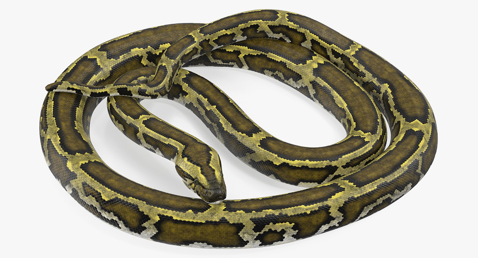 3D rigged snakes 3 https://p.turbosquid.com/ts-thumb/lq/DgZGR1/eIdPcSif/riggedsnakescollection33dsmodel008/jpg/1562588175/1920x1080/fit_q87/102f6cc0b2bb8ffc07e86d1cbdfa804adaa31de7/riggedsnakescollection33dsmodel008.jpg