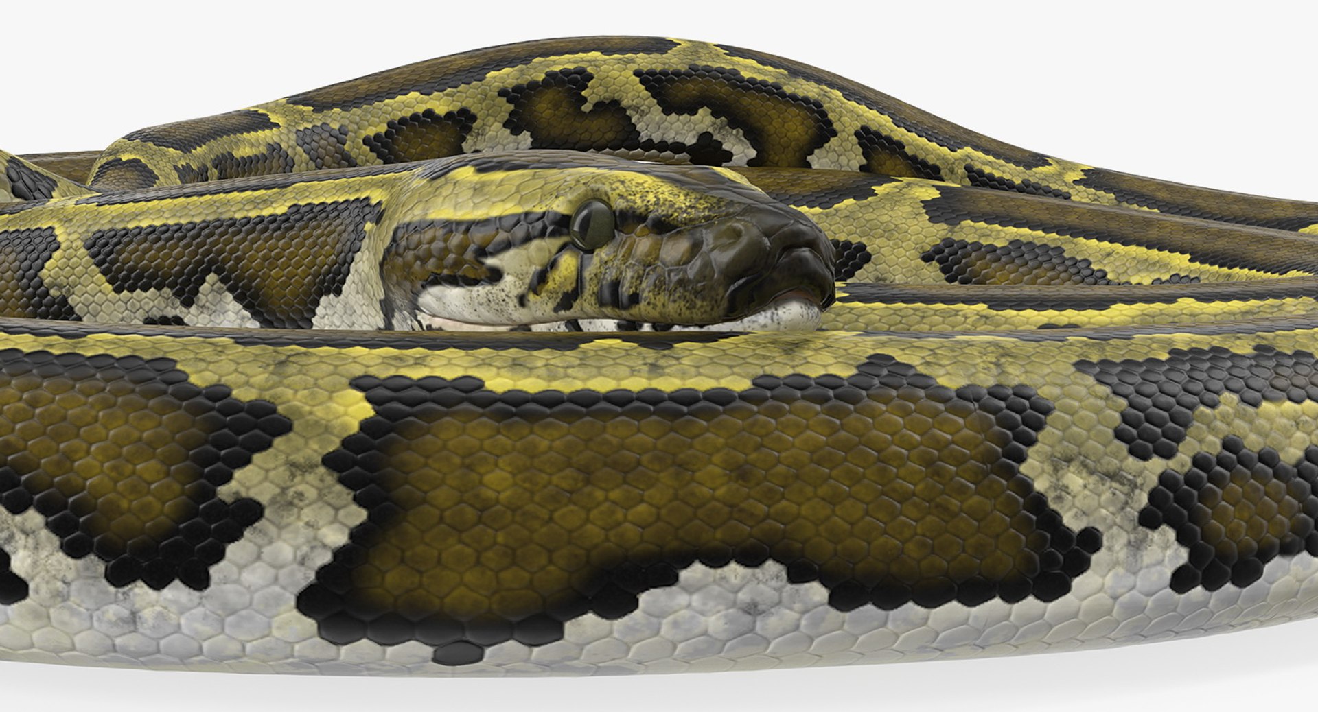 3D rigged snakes 3 https://p.turbosquid.com/ts-thumb/lq/DgZGR1/ensZHaLK/riggedsnakescollection33dsmodel014/jpg/1562588194/1920x1080/fit_q87/5495ac012b5239ed7523a430ff2c665ab3510021/riggedsnakescollection33dsmodel014.jpg