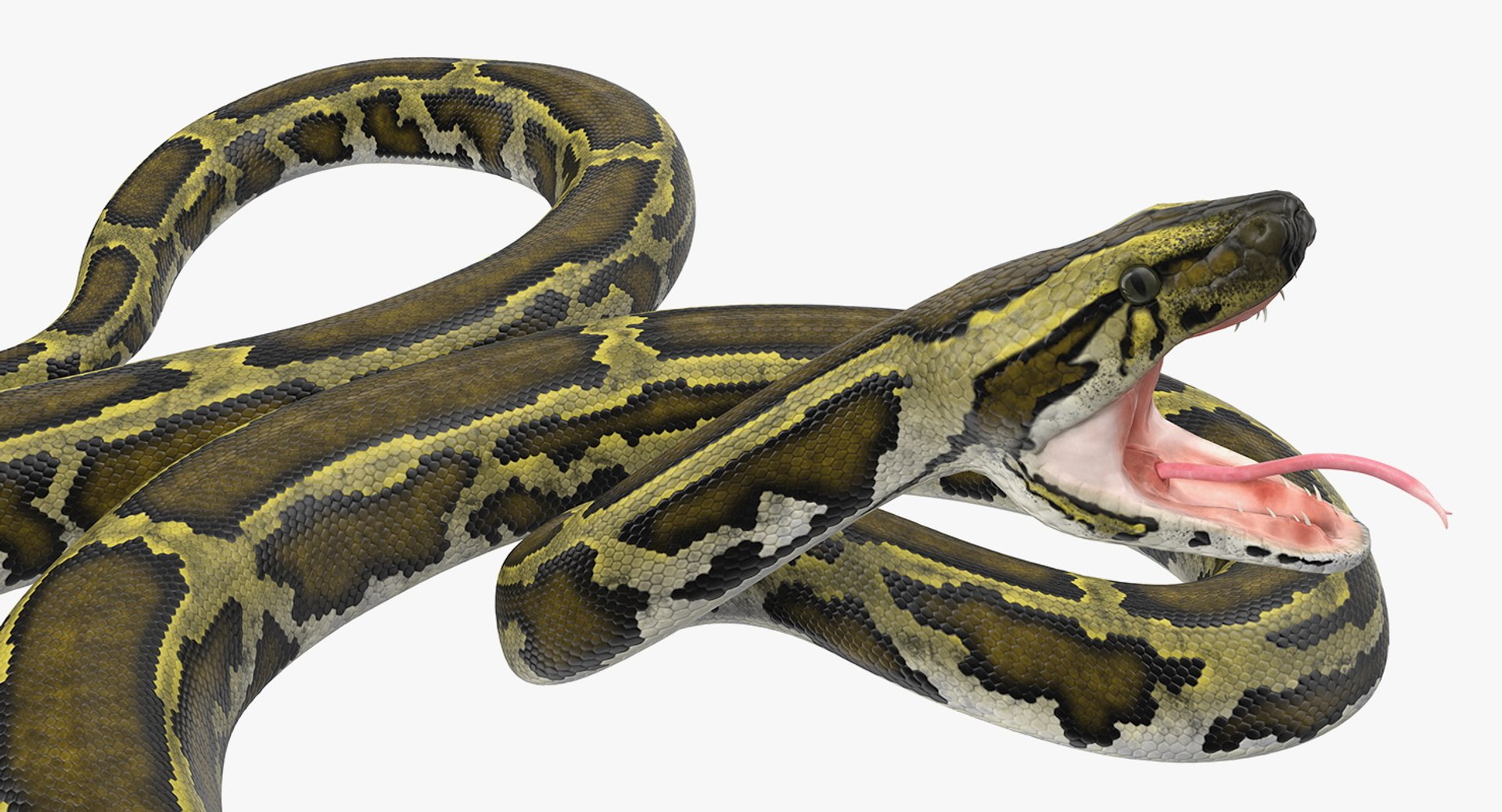 3D rigged snakes 3 https://p.turbosquid.com/ts-thumb/lq/DgZGR1/f5B6m1Rl/riggedsnakescollection33dsmodel012/jpg/1562588187/1920x1080/fit_q87/f817f44cc3e9bfabc53113c0252afcf52e7b3aaf/riggedsnakescollection33dsmodel012.jpg