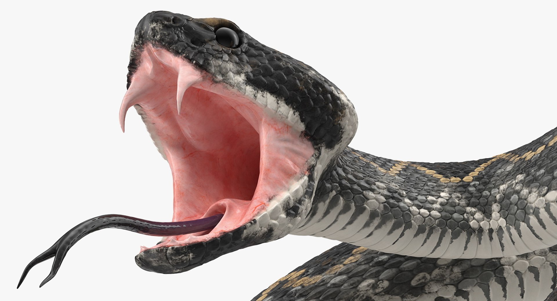 3D rigged snakes 3 https://p.turbosquid.com/ts-thumb/lq/DgZGR1/mFBMv0Wl/riggedsnakescollection33dsmodel033/jpg/1562588253/1920x1080/fit_q87/2ad0b642ffd33fd919b98ace5416d19af8aa9c81/riggedsnakescollection33dsmodel033.jpg
