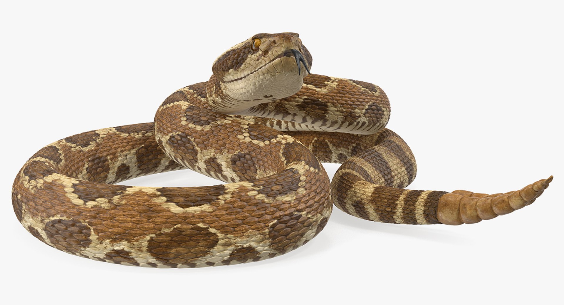 3D rigged snakes 3 https://p.turbosquid.com/ts-thumb/lq/DgZGR1/pGXuyjMs/riggedsnakescollection33dsmodel038/jpg/1562588268/1920x1080/fit_q87/363cc87b2038f690665656c3e2ba342be151f71a/riggedsnakescollection33dsmodel038.jpg