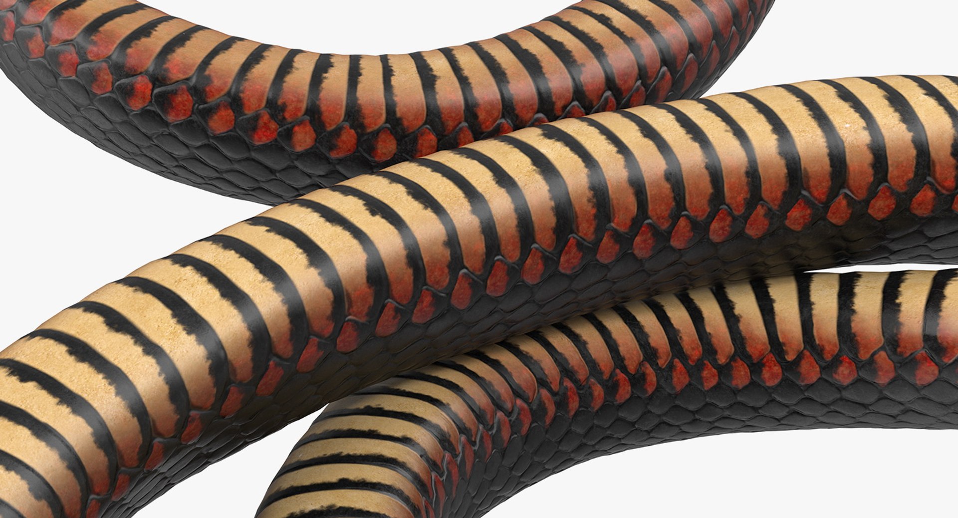 3D rigged snakes 3 https://p.turbosquid.com/ts-thumb/lq/DgZGR1/rhK542bG/riggedsnakescollection33dsmodel062/jpg/1562588353/1920x1080/fit_q87/1c6357e74e78287e34e9163f94f8b9c1bea127c2/riggedsnakescollection33dsmodel062.jpg