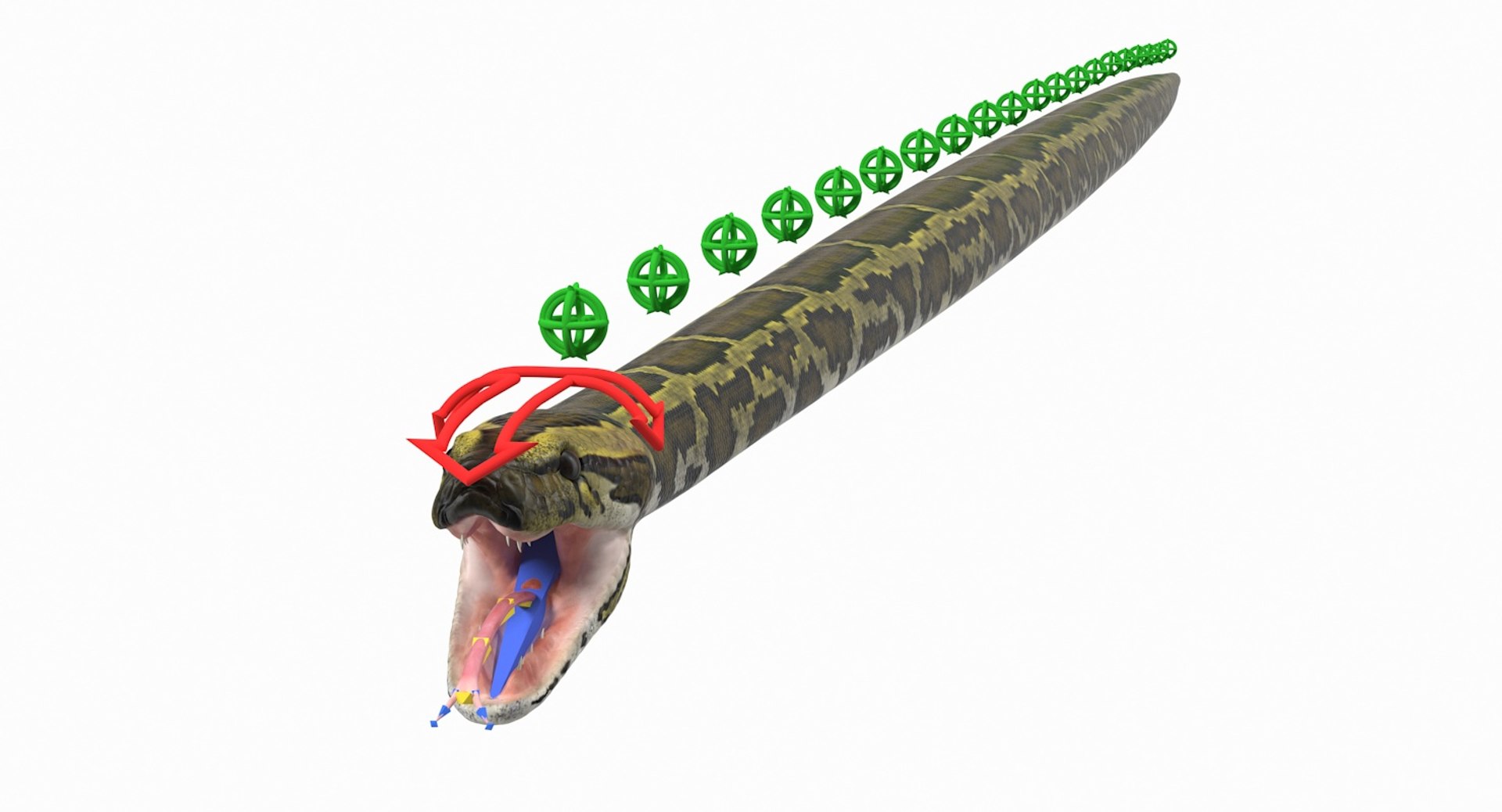 3D rigged snakes 3 https://p.turbosquid.com/ts-thumb/lq/DgZGR1/teC7H5rb/riggedsnakescollection33dsmodel010/jpg/1562588181/1920x1080/fit_q87/3a8d8b9bb67f63c1d6ad82108c4b18d380a56a60/riggedsnakescollection33dsmodel010.jpg