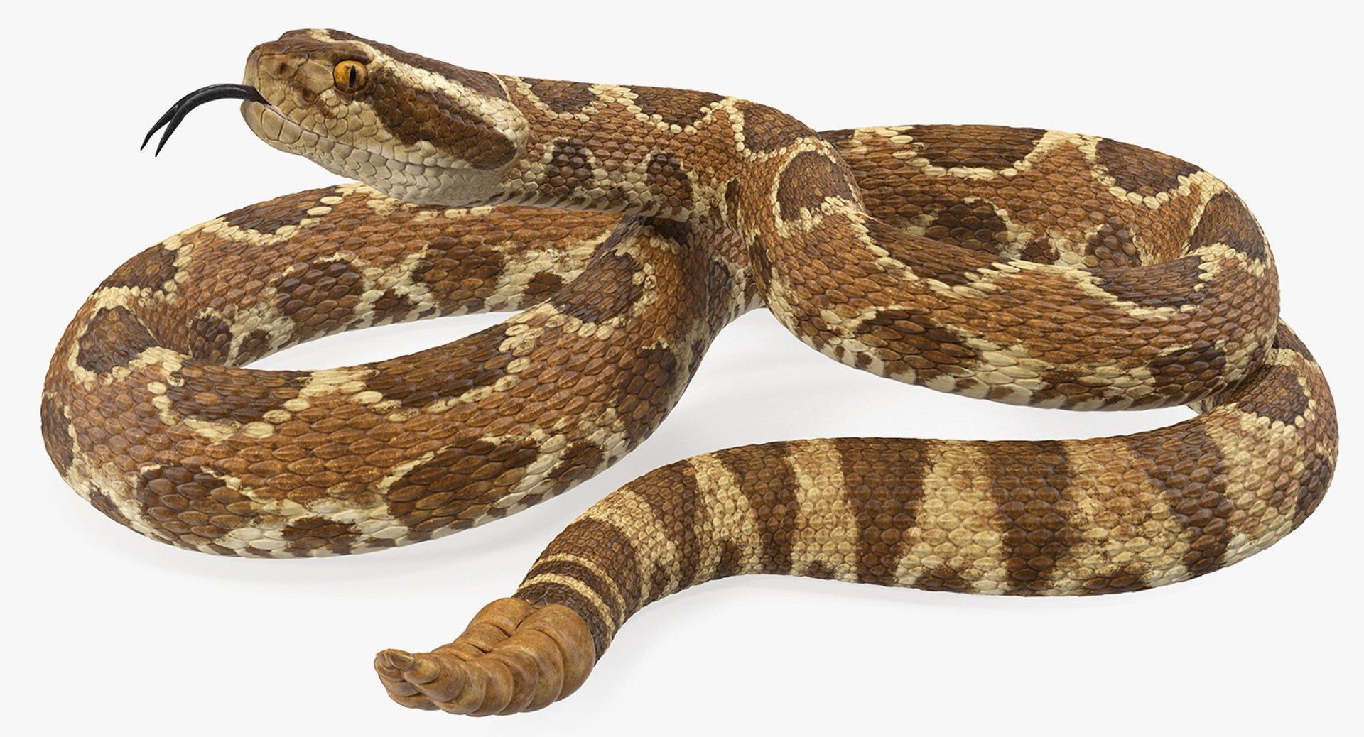 3D rigged snakes 3 https://p.turbosquid.com/ts-thumb/lq/DgZGR1/w9B4GAqh/riggedsnakescollection33dsmodel042/jpg/1562588290/1920x1080/fit_q87/439cb53fdcc6de582f272b54412ae92167603a93/riggedsnakescollection33dsmodel042.jpg