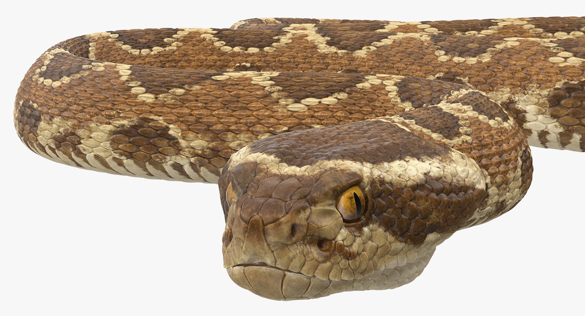 3D rigged snakes 3 https://p.turbosquid.com/ts-thumb/lq/DgZGR1/wS22eJIX/riggedsnakescollection33dsmodel048/jpg/1562588311/1920x1080/fit_q87/ec553068d8efac33d42b046e51fef3789fa41c3c/riggedsnakescollection33dsmodel048.jpg
