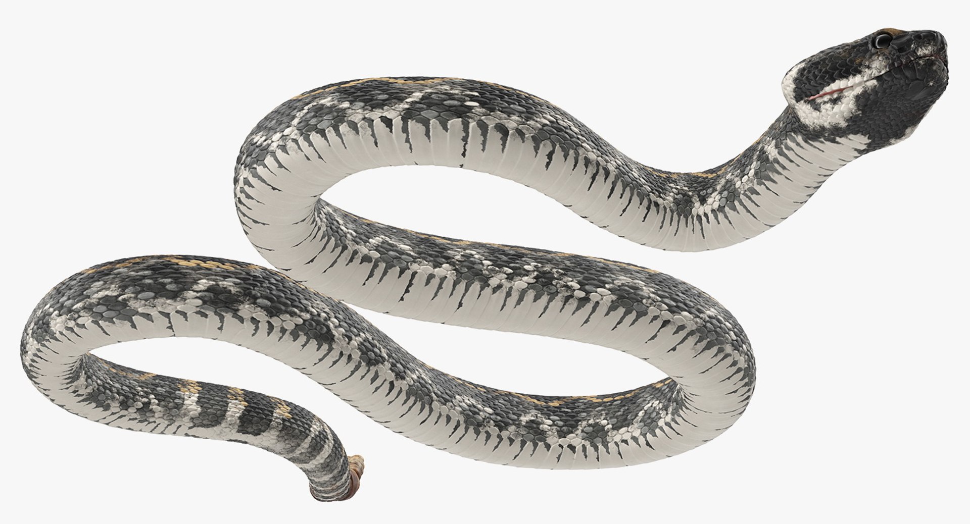 3D rigged snakes 3 https://p.turbosquid.com/ts-thumb/lq/DgZGR1/wadyZV7d/riggedsnakescollection33dsmodel037/jpg/1562588265/1920x1080/fit_q87/5647486a5248a8daa73db39958670a54af2798e9/riggedsnakescollection33dsmodel037.jpg