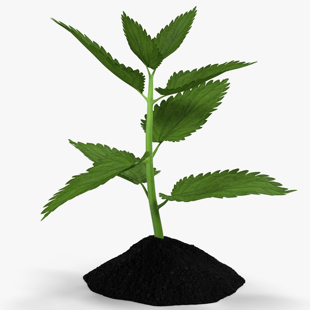 Plant Sprout 3D model preview