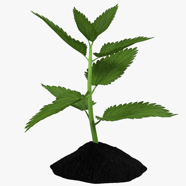 plant_sprout_3d_model_00.jpg