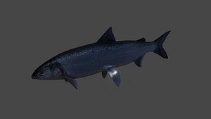 Fera fish poisson féra