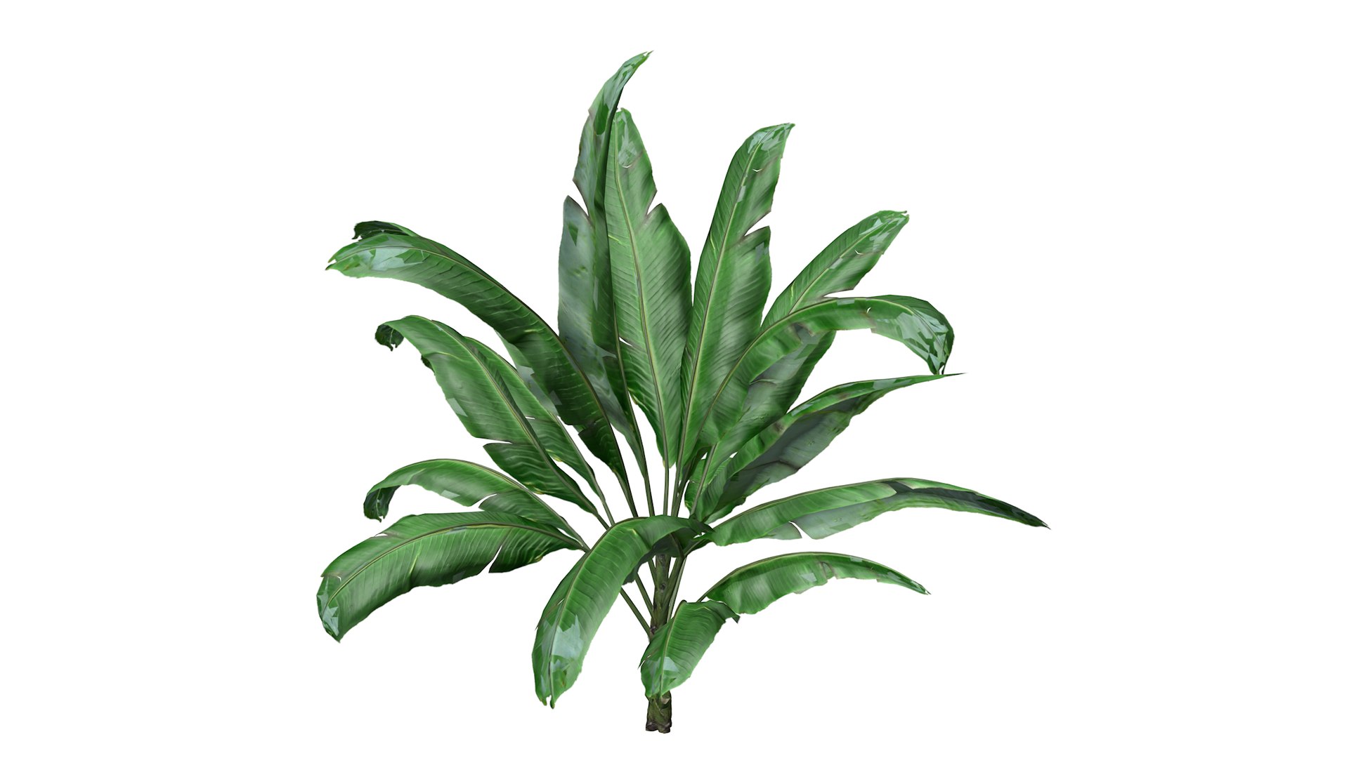 3D Banana Plant Collection model https://p.turbosquid.com/ts-thumb/lq/ZnPUrY/VL/bananaplant_03_030/png/1782340516/1920x1080/fit_q87/341090fc6520744a92cf22cc8306b5058f7def88/bananaplant_03_030.jpg
