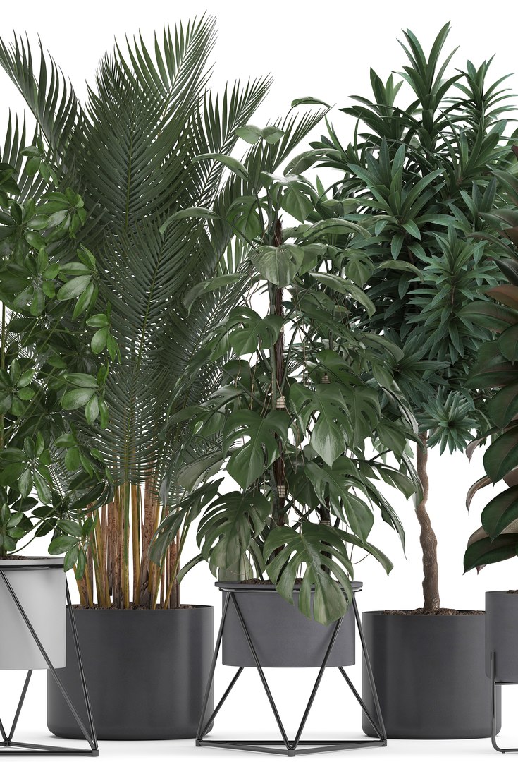 3D Model Plants Exotic - TurboSquid 1376598