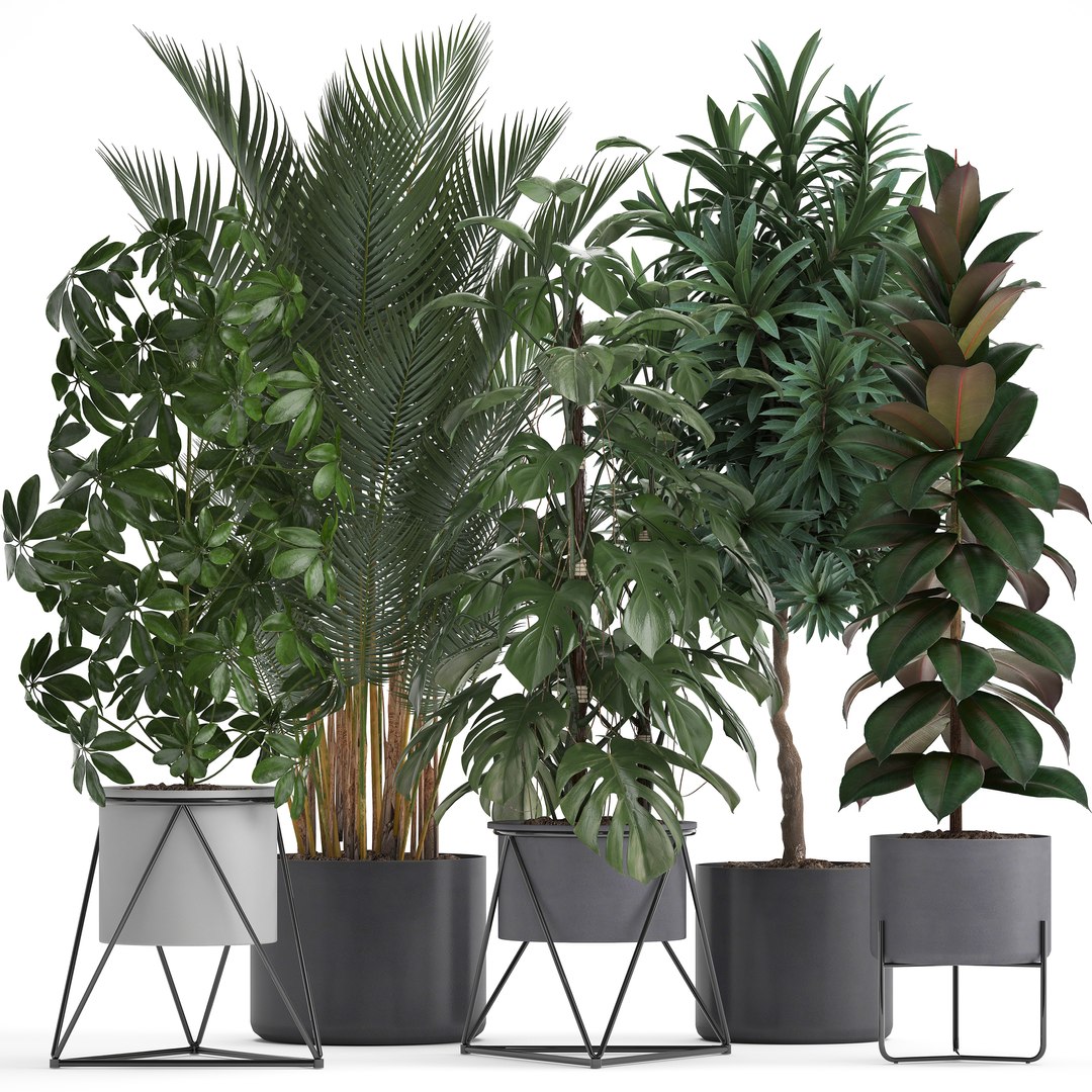 3D Model Plants Exotic - TurboSquid 1376598