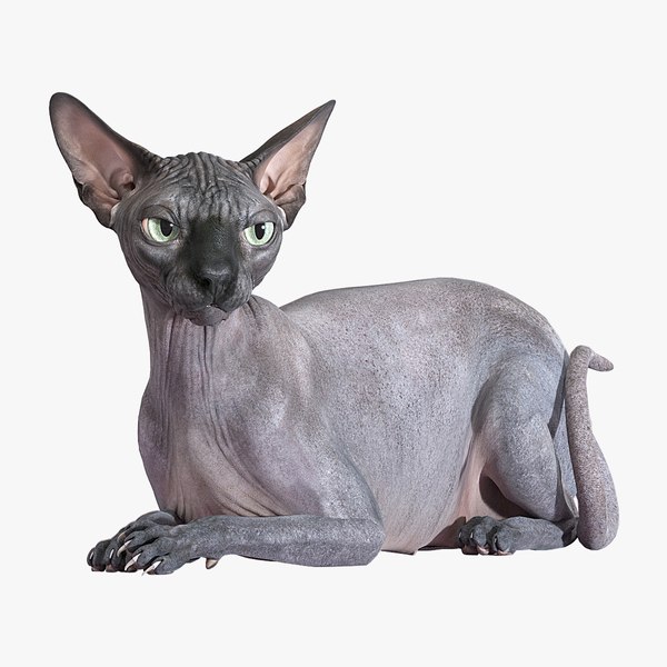 3D sphynx cat lying model