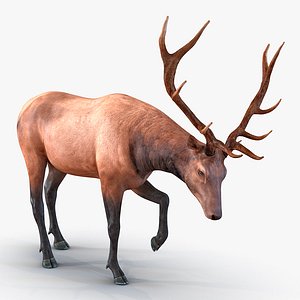 Elk Pose 4
