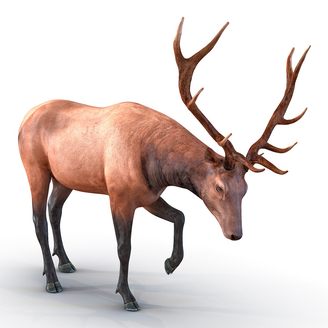 Elk Pose 4 3D model preview