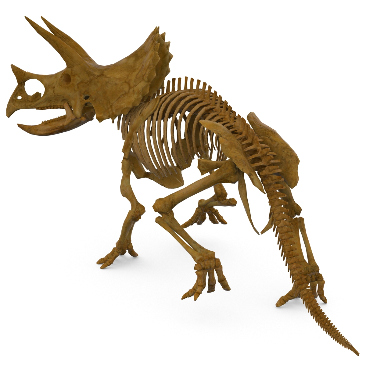 3dsmax triceratops skeleton rigged