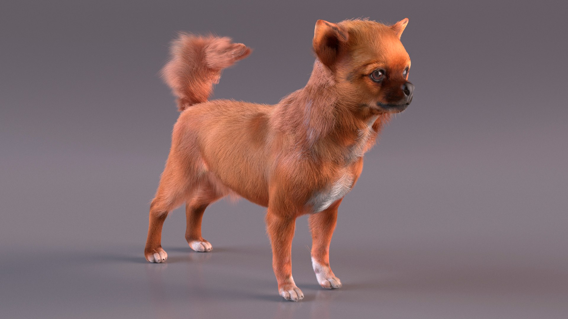 3D Chihuahua Dog Rigged Fur https://p.turbosquid.com/ts-thumb/lr/ShJMHX/3B/chihuahuadogriggedfur3dsmodel009/jpg/1715627932/1920x1080/fit_q87/73de44e9db59e15e9d6530d549a60b988d83016e/chihuahuadogriggedfur3dsmodel009.jpg