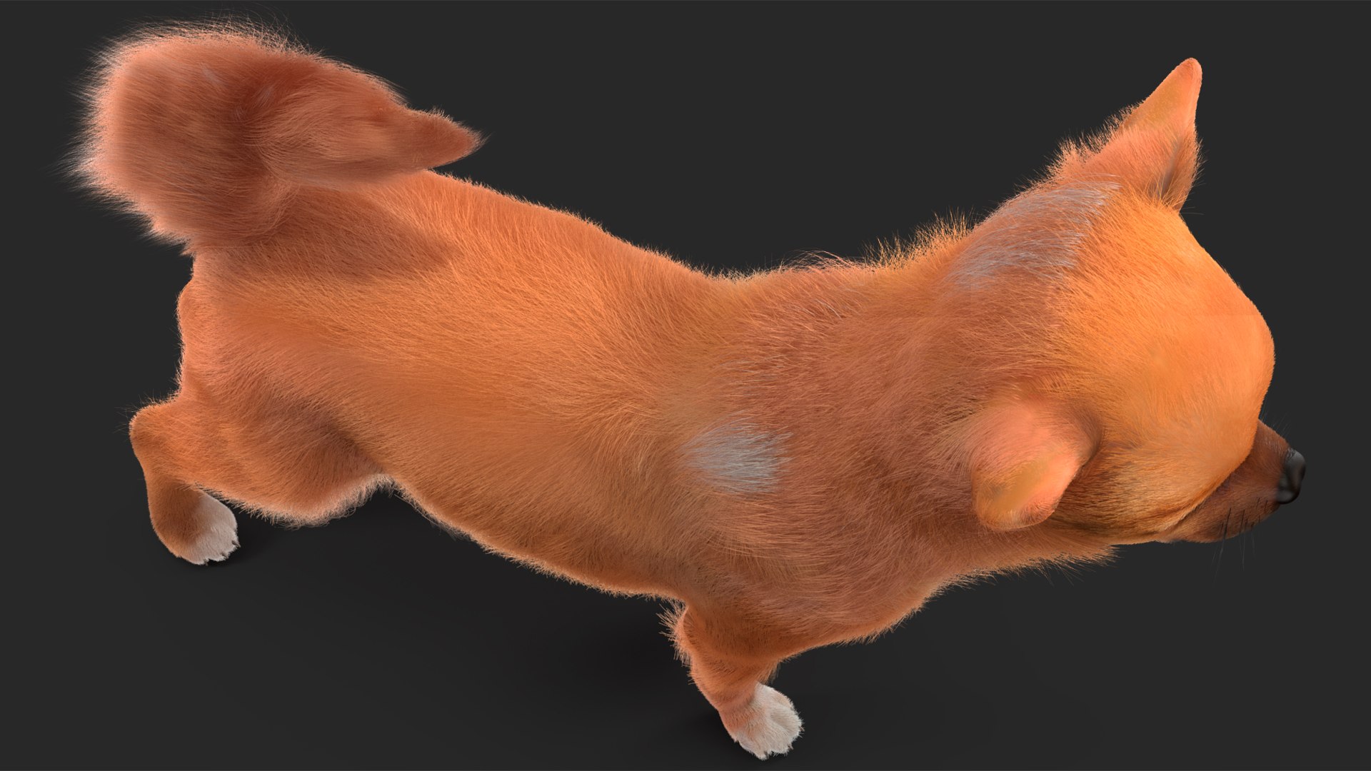 3D Chihuahua Dog Rigged Fur https://p.turbosquid.com/ts-thumb/lr/ShJMHX/4D/chihuahuadogriggedfur3dsmodel017/jpg/1715627971/1920x1080/fit_q87/7ebdf18f8fb7cbf9690d6b733e930326cbca1b03/chihuahuadogriggedfur3dsmodel017.jpg