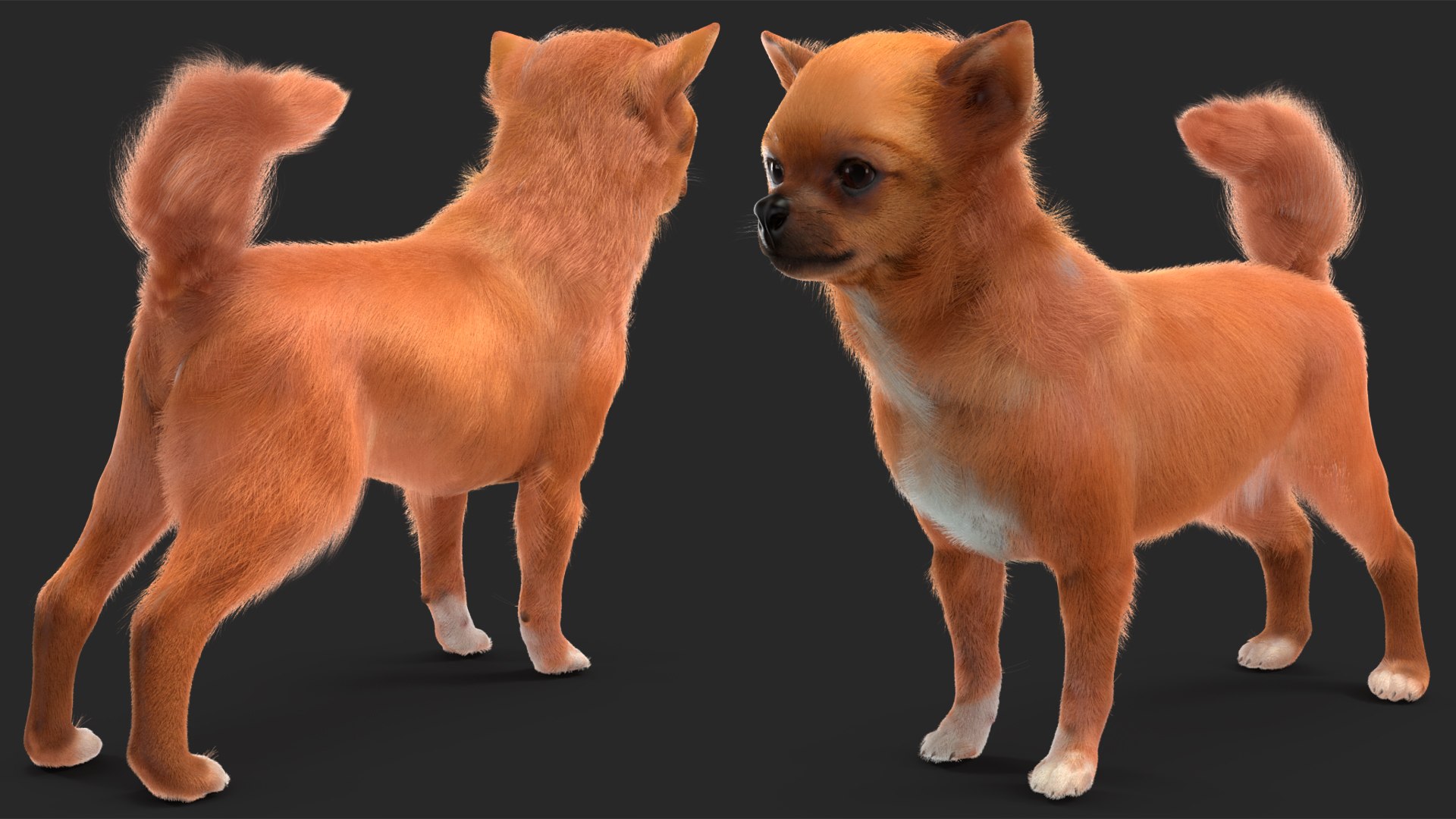 3D Chihuahua Dog Rigged Fur https://p.turbosquid.com/ts-thumb/lr/ShJMHX/6X/chihuahuadogriggedfur3dsmodel012/jpg/1715627947/1920x1080/fit_q87/67318fda5a3f8767f8f936eaf5eb9855699d9eda/chihuahuadogriggedfur3dsmodel012.jpg