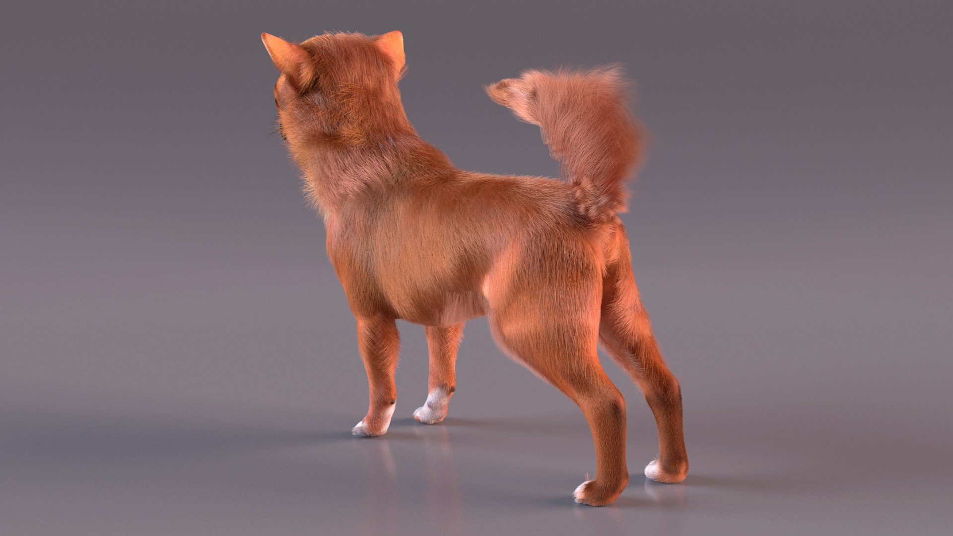 3D Chihuahua Dog Rigged Fur https://p.turbosquid.com/ts-thumb/lr/ShJMHX/A0/chihuahuadogriggedfur3dsmodel010/jpg/1715627937/1920x1080/fit_q87/177c20de643750174a530f502813cf4f93ffbebf/chihuahuadogriggedfur3dsmodel010.jpg