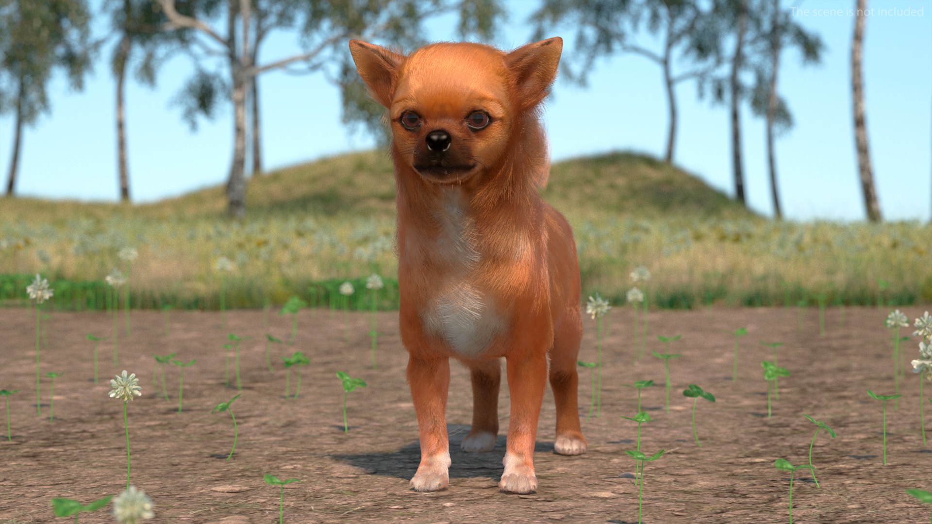 3D Chihuahua Dog Rigged Fur https://p.turbosquid.com/ts-thumb/lr/ShJMHX/KJ/chihuahuadogriggedfur3dsmodel003/jpg/1715627891/1920x1080/fit_q87/39c9cbf612a50ec3c181dd554653ce0bc2d5949a/chihuahuadogriggedfur3dsmodel003.jpg